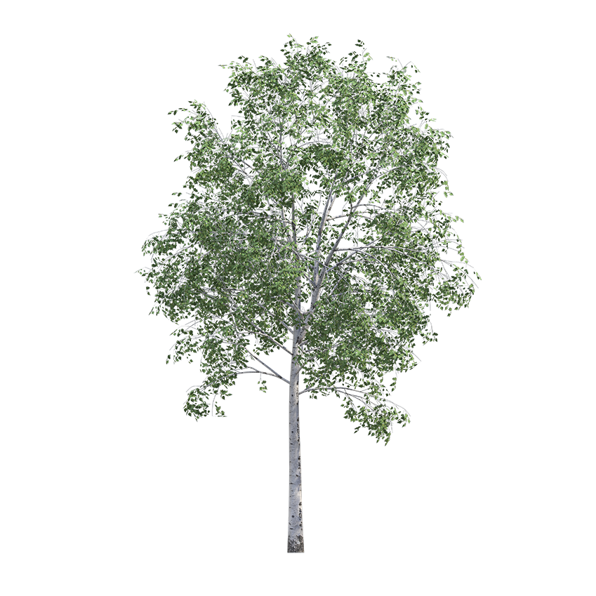 Betula pendula - Silver birch
